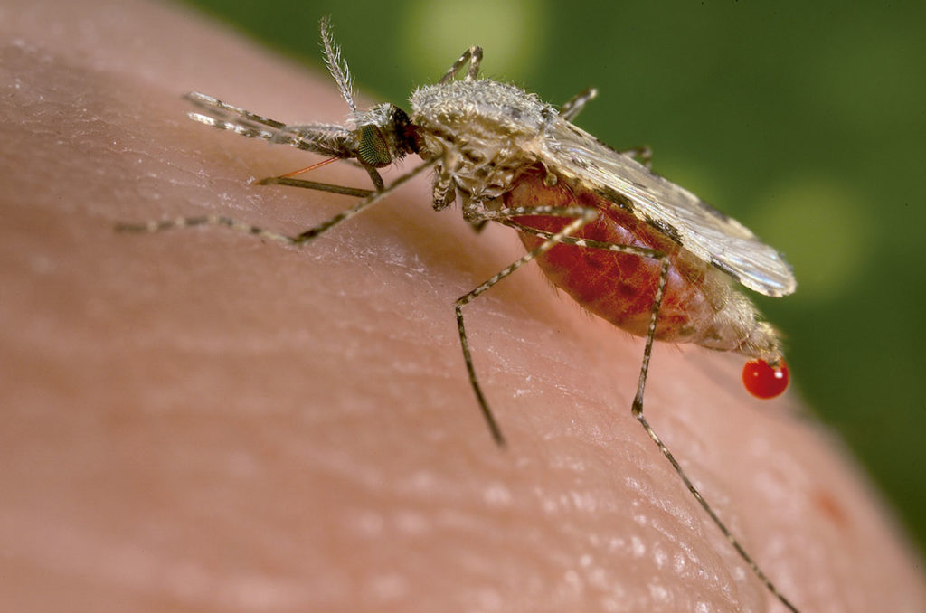 DDT emprat contra el mosquit Anopheles